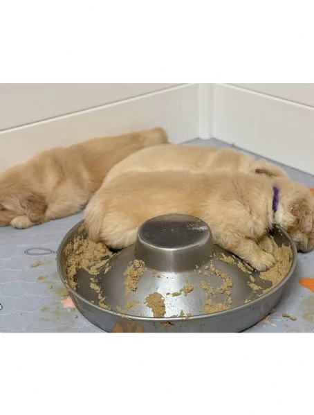 Splendidi Golden Retriever cuccioli per adozione | Foto 2