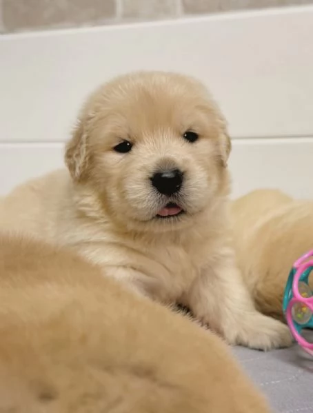 Splendidi Golden Retriever cuccioli per adozione