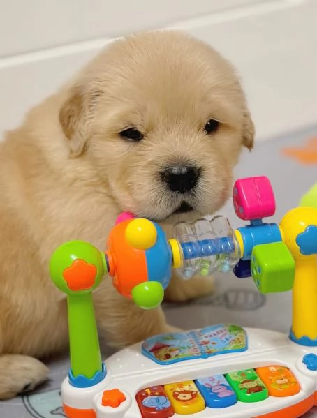 Splendidi Golden Retriever cuccioli per adozione | Foto 1