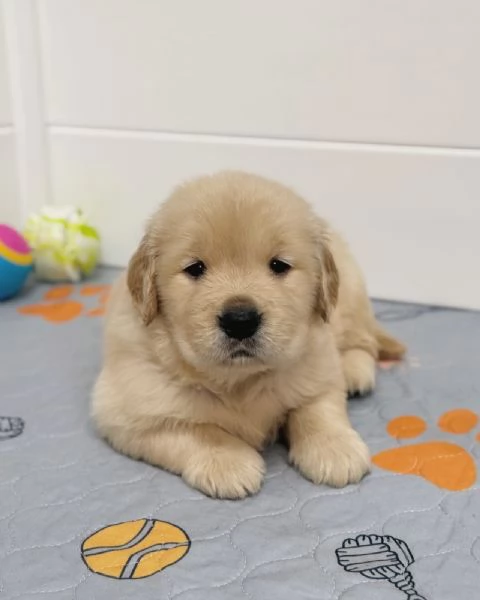 Splendidi Golden Retriever cuccioli per adozione | Foto 0