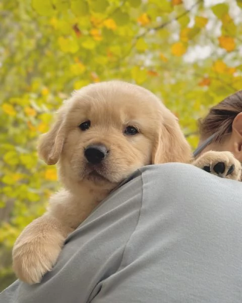 Splendidi Golden Retriever cuccioli per adozione | Foto 2