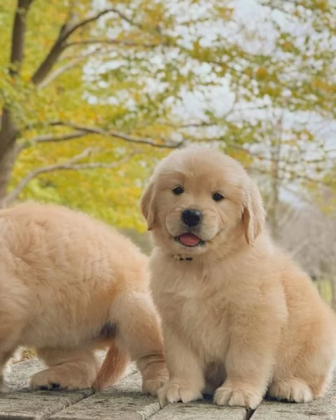 Splendidi Golden Retriever cuccioli per adozione | Foto 1