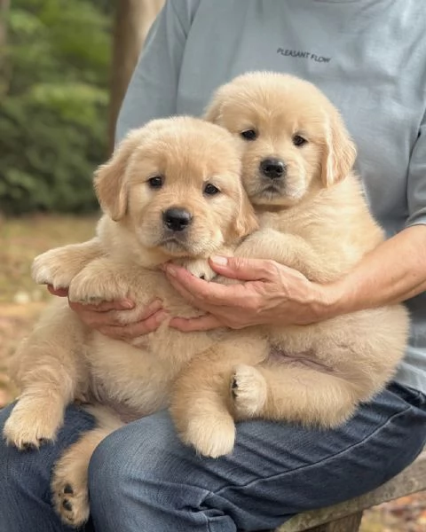 Splendidi Golden Retriever cuccioli per adozione