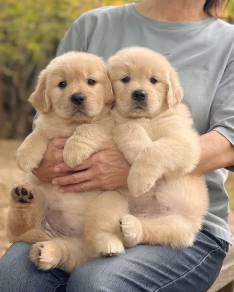 Splendidi Golden Retriever cuccioli per adozione | Foto 0