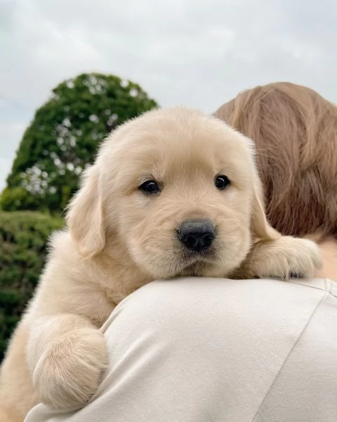 Splendidi Golden Retriever cuccioli per adozione