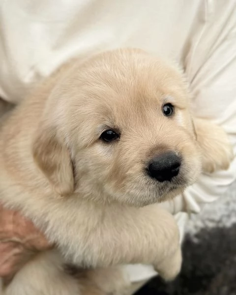 Splendidi Golden Retriever cuccioli per adozione | Foto 4
