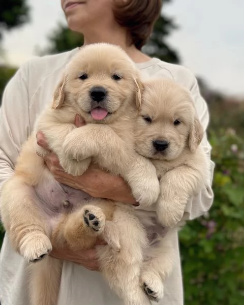 Splendidi Golden Retriever cuccioli per adozione | Foto 3