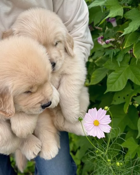Splendidi Golden Retriever cuccioli per adozione | Foto 2