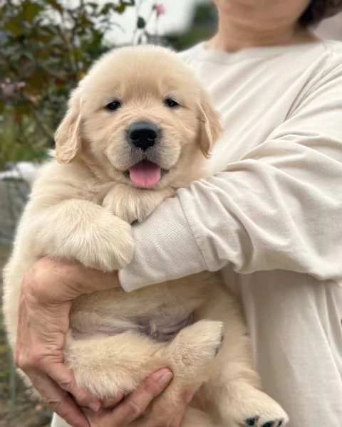Splendidi Golden Retriever cuccioli per adozione | Foto 1