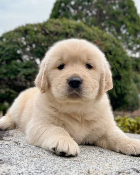 Splendidi Golden Retriever cuccioli per adozione | Foto 0