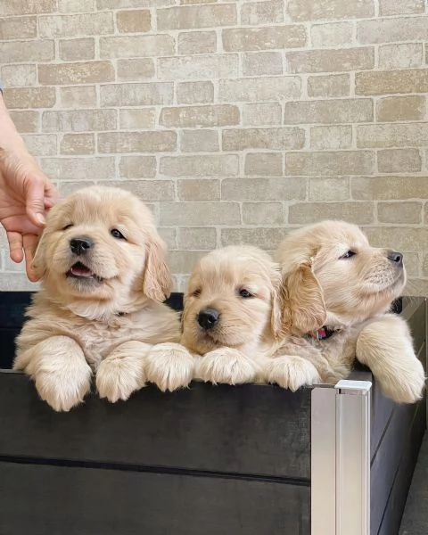 Splendidi Golden Retriever cuccioli per adozione