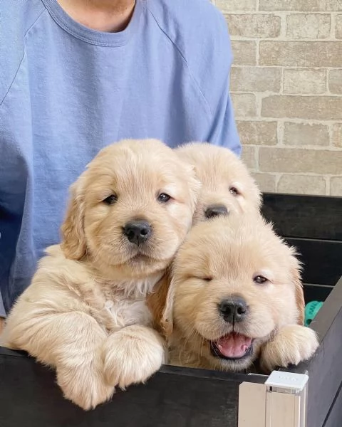 Splendidi Golden Retriever cuccioli per adozione | Foto 3