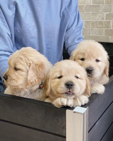 Splendidi Golden Retriever cuccioli per adozione | Foto 2