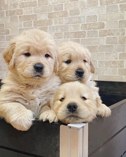 Splendidi Golden Retriever cuccioli per adozione | Foto 1