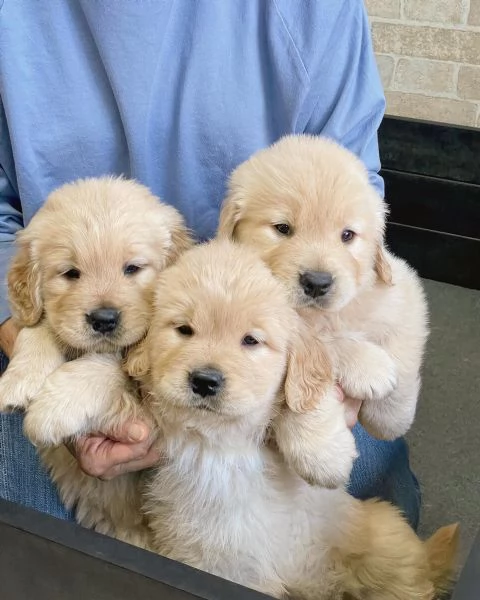 Splendidi Golden Retriever cuccioli per adozione | Foto 0