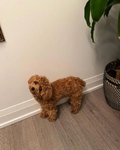 Bellissimi Barboncino cuccioli per adozione