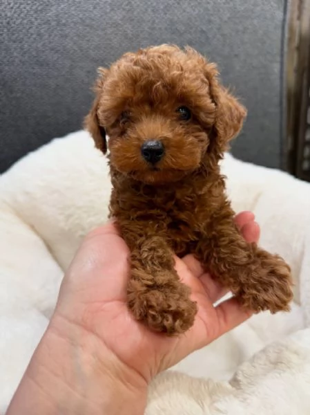 Bellissimi Barboncino cuccioli per adozione | Foto 1