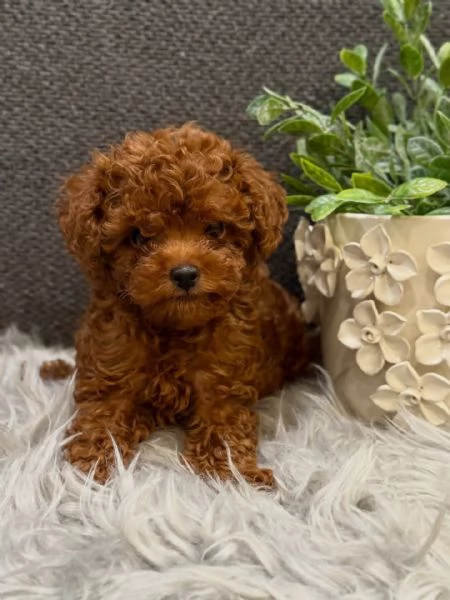 Bellissimi Barboncino cuccioli per adozione