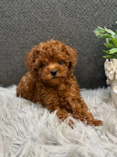 Bellissimi Barboncino cuccioli per adozione | Foto 0