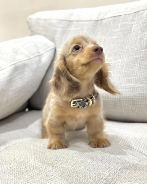 Disponibili splendidi Bassotto cuccioli per adozione | Foto 1