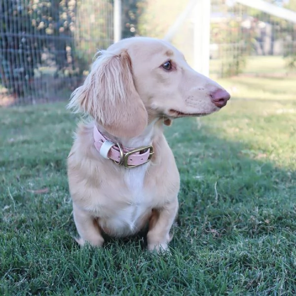 Disponibili splendidi Bassotto cuccioli per adozione | Foto 2