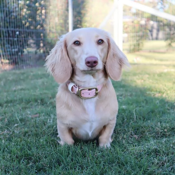 Disponibili splendidi Bassotto cuccioli per adozione | Foto 0