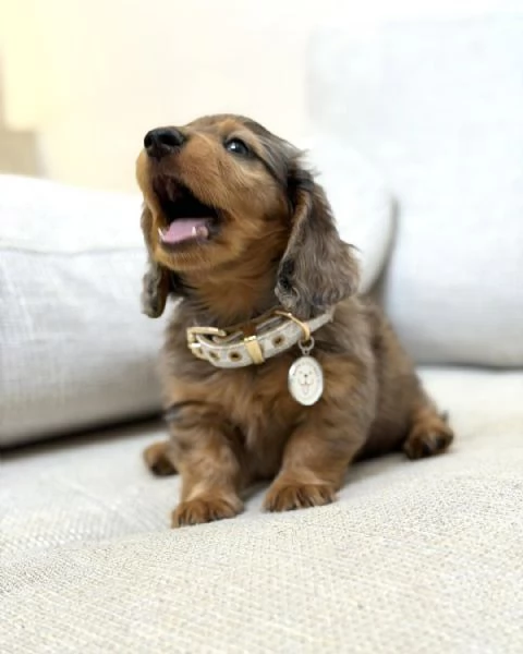Disponibili splendidi Bassotto cuccioli per adozione | Foto 3