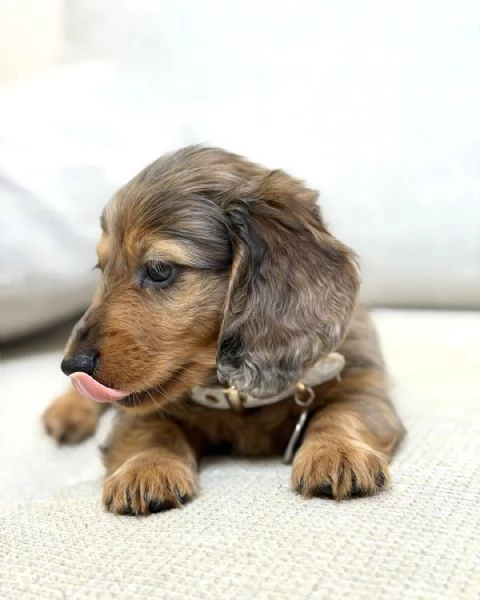 Disponibili splendidi Bassotto cuccioli per adozione