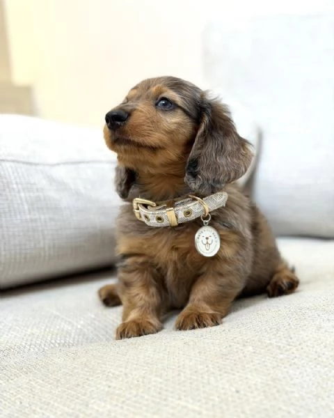 Disponibili splendidi Bassotto cuccioli per adozione | Foto 2