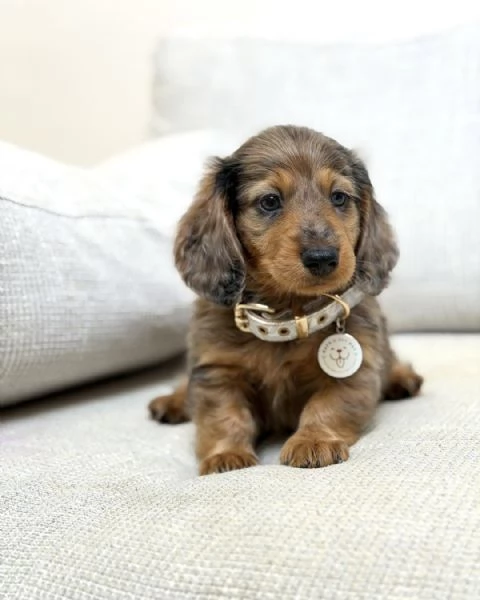 Disponibili splendidi Bassotto cuccioli per adozione | Foto 0