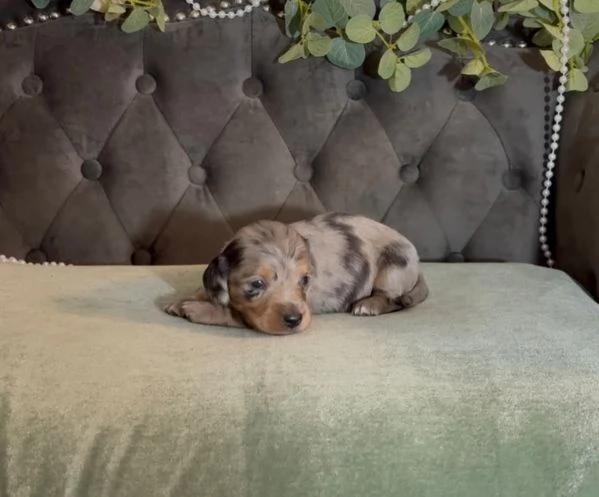 Disponibili splendidi Bassotto cuccioli per adozione | Foto 3