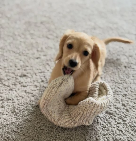 Disponibili splendidi Bassotto cuccioli per adozione | Foto 2