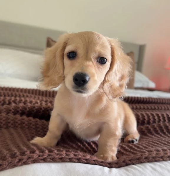 Disponibili splendidi Bassotto cuccioli per adozione