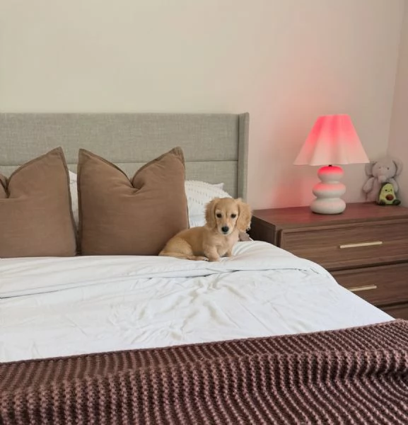 Disponibili splendidi Bassotto cuccioli per adozione | Foto 1