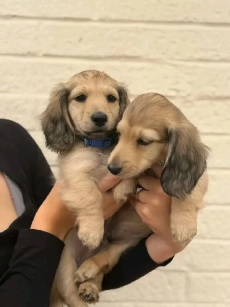 Disponibili splendidi Bassotto cuccioli per adozione | Foto 4