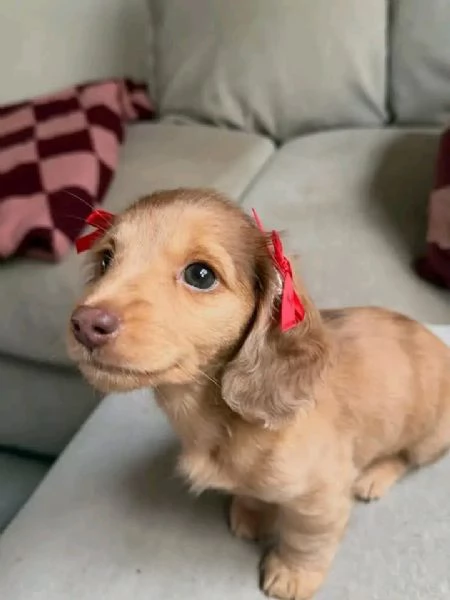 Disponibili splendidi Bassotto cuccioli per adozione | Foto 3