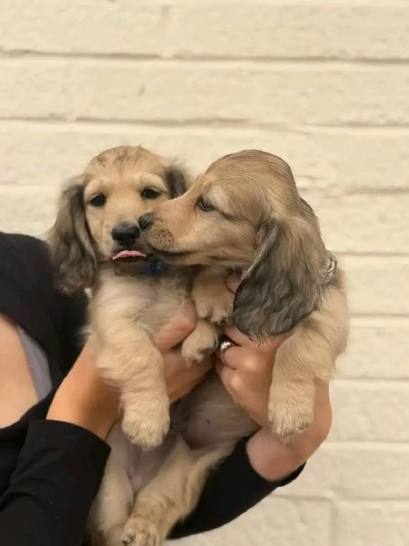 Disponibili splendidi Bassotto cuccioli per adozione | Foto 2
