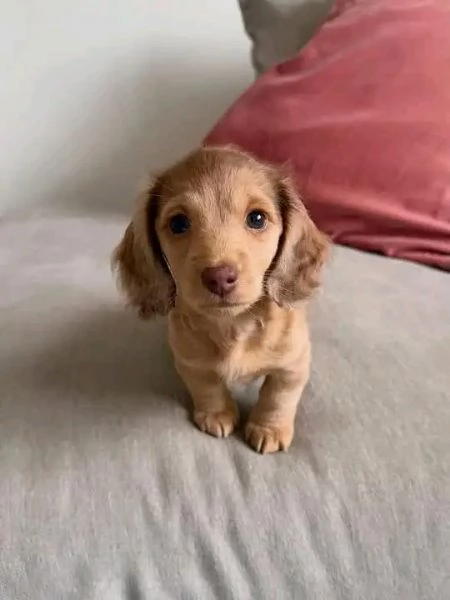 Disponibili splendidi Bassotto cuccioli per adozione