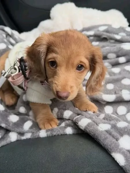 Disponibili splendidi Bassotto cuccioli per adozione | Foto 1