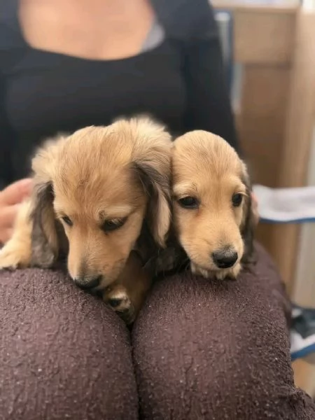 Disponibili splendidi Bassotto cuccioli per adozione | Foto 0