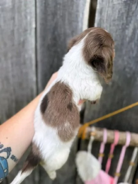 Disponibili splendidi Bassotto cuccioli per adozione | Foto 3