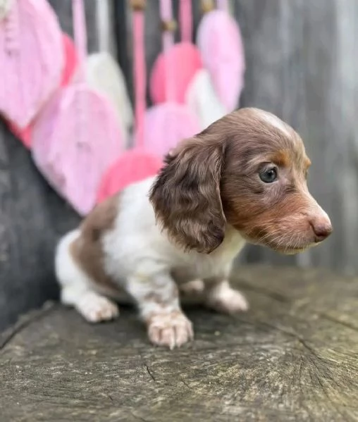 Disponibili splendidi Bassotto cuccioli per adozione | Foto 2