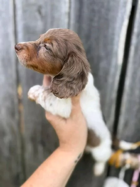 Disponibili splendidi Bassotto cuccioli per adozione