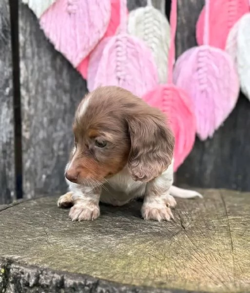 Disponibili splendidi Bassotto cuccioli per adozione | Foto 1