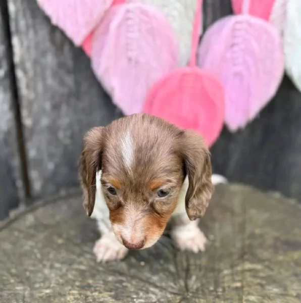 Disponibili splendidi Bassotto cuccioli per adozione | Foto 0