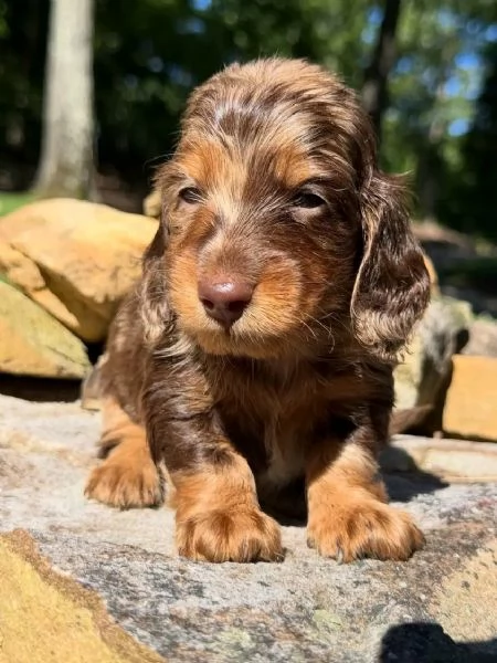 Disponibili splendidi Bassotto cuccioli per adozione | Foto 2