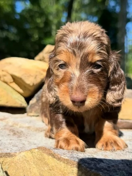 Disponibili splendidi Bassotto cuccioli per adozione | Foto 1