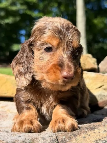 Disponibili splendidi Bassotto cuccioli per adozione