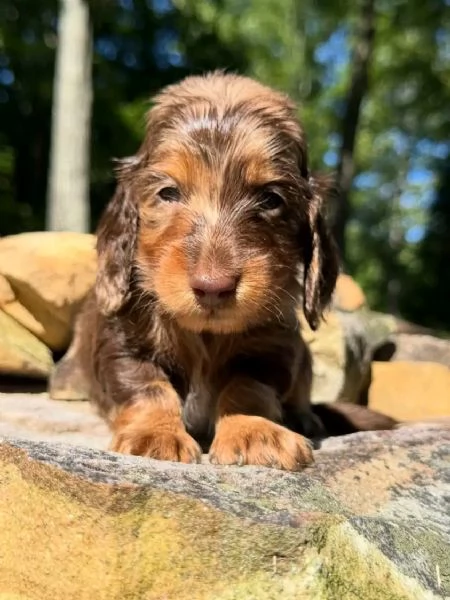 Disponibili splendidi Bassotto cuccioli per adozione | Foto 0