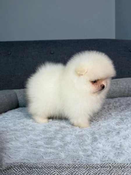 Disponibili splendidi Volpino Pomerania per adozione | Foto 2